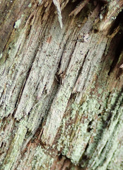 Chaenotheca stemonea