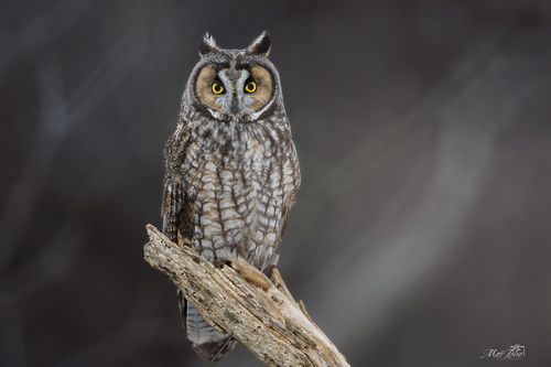 Long-eared Owl photographed in Minnesota