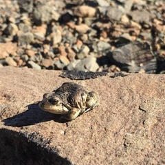 Pleurodema bufoninum