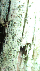 Chaenotheca stemonea