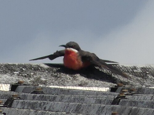 iNaturalist image