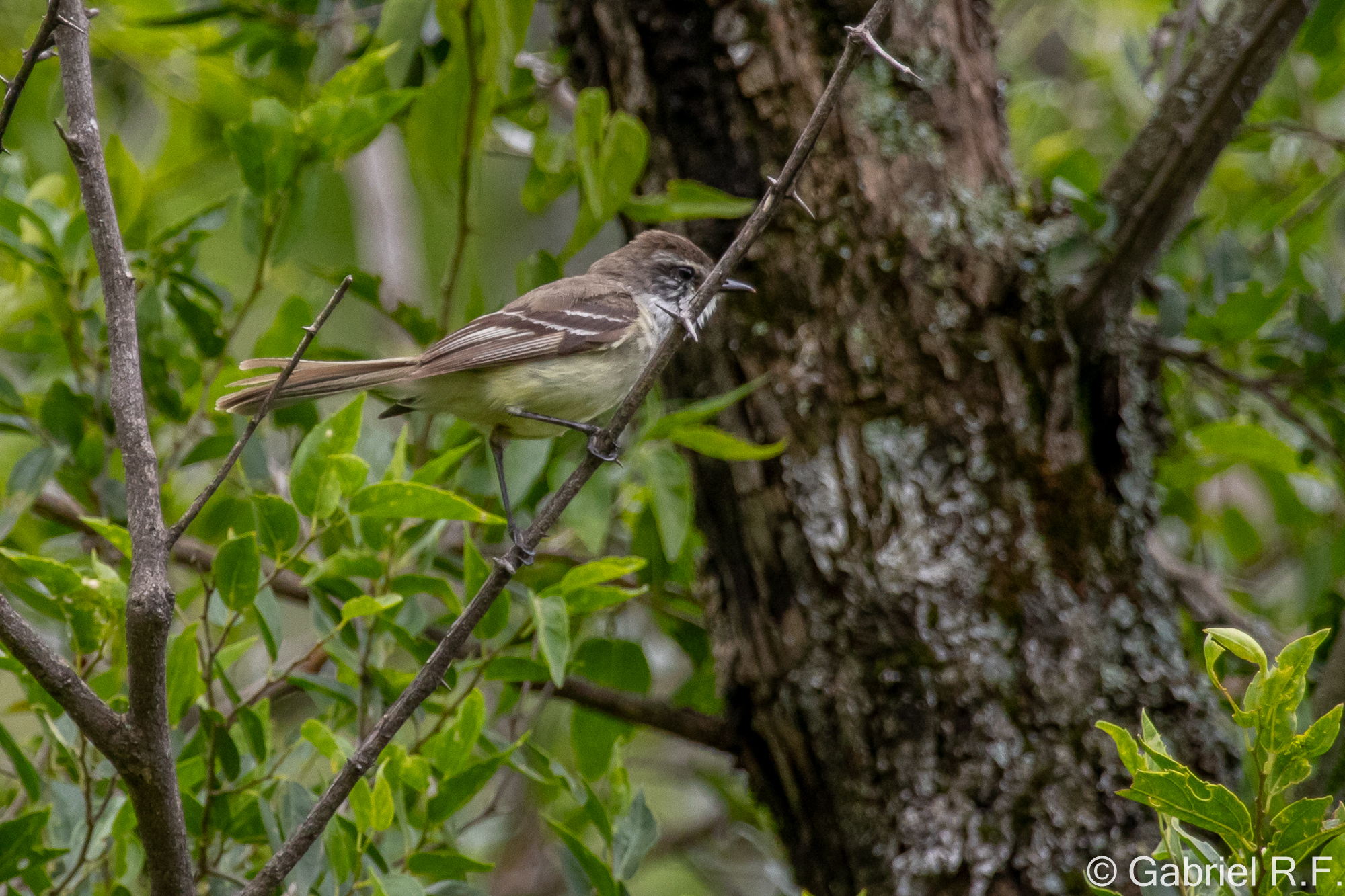 White-throated Tyrannulet (Mecocerculus leucophrys), photo 1