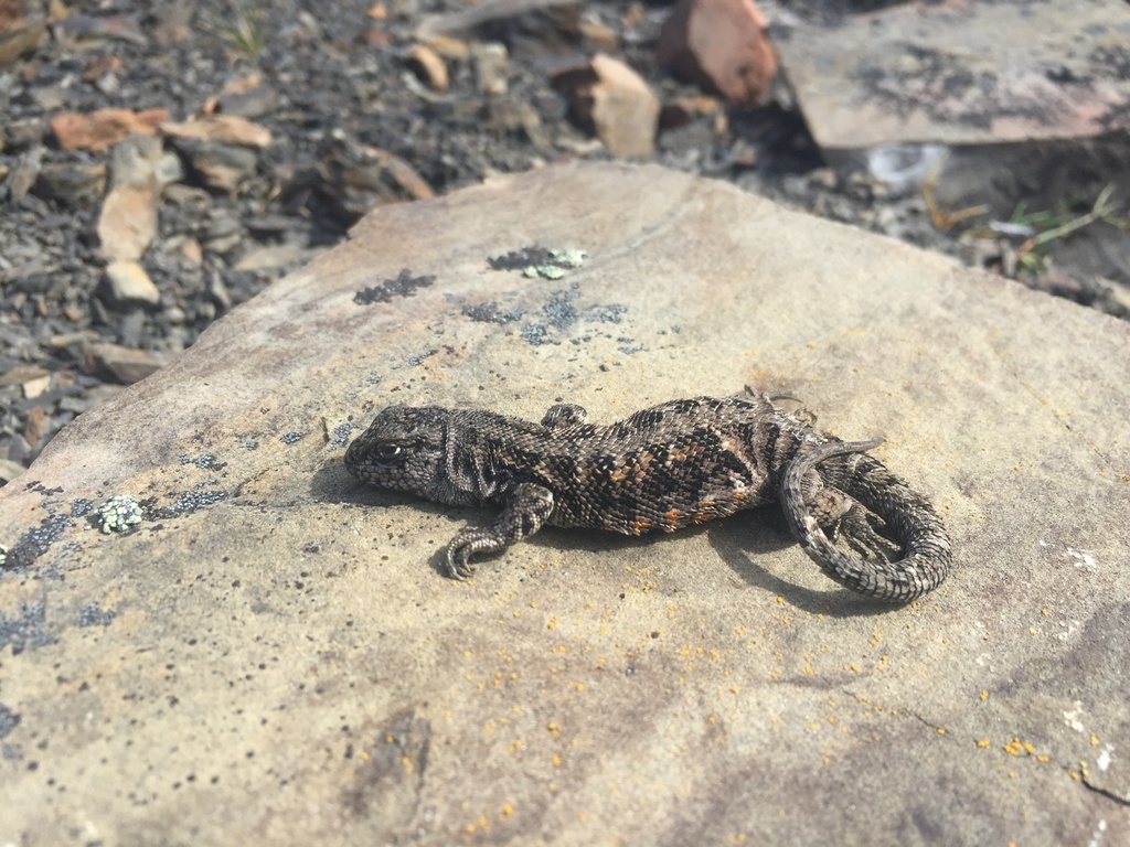 Austral Smooth-Throated Lizard