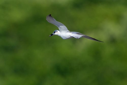 Gull-billed Tern (Gelochelidon nilotica), photo 7