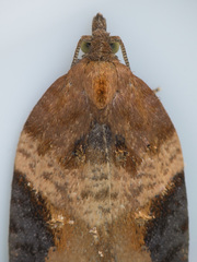 Acleris laterana