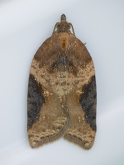 Acleris laterana