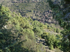 Arceuthobium oxycedri