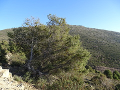 Arceuthobium oxycedri