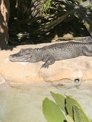Alligator sinensis