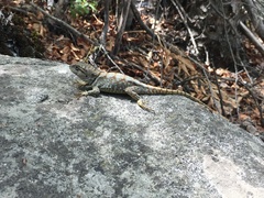 Pristidactylus alvaroi