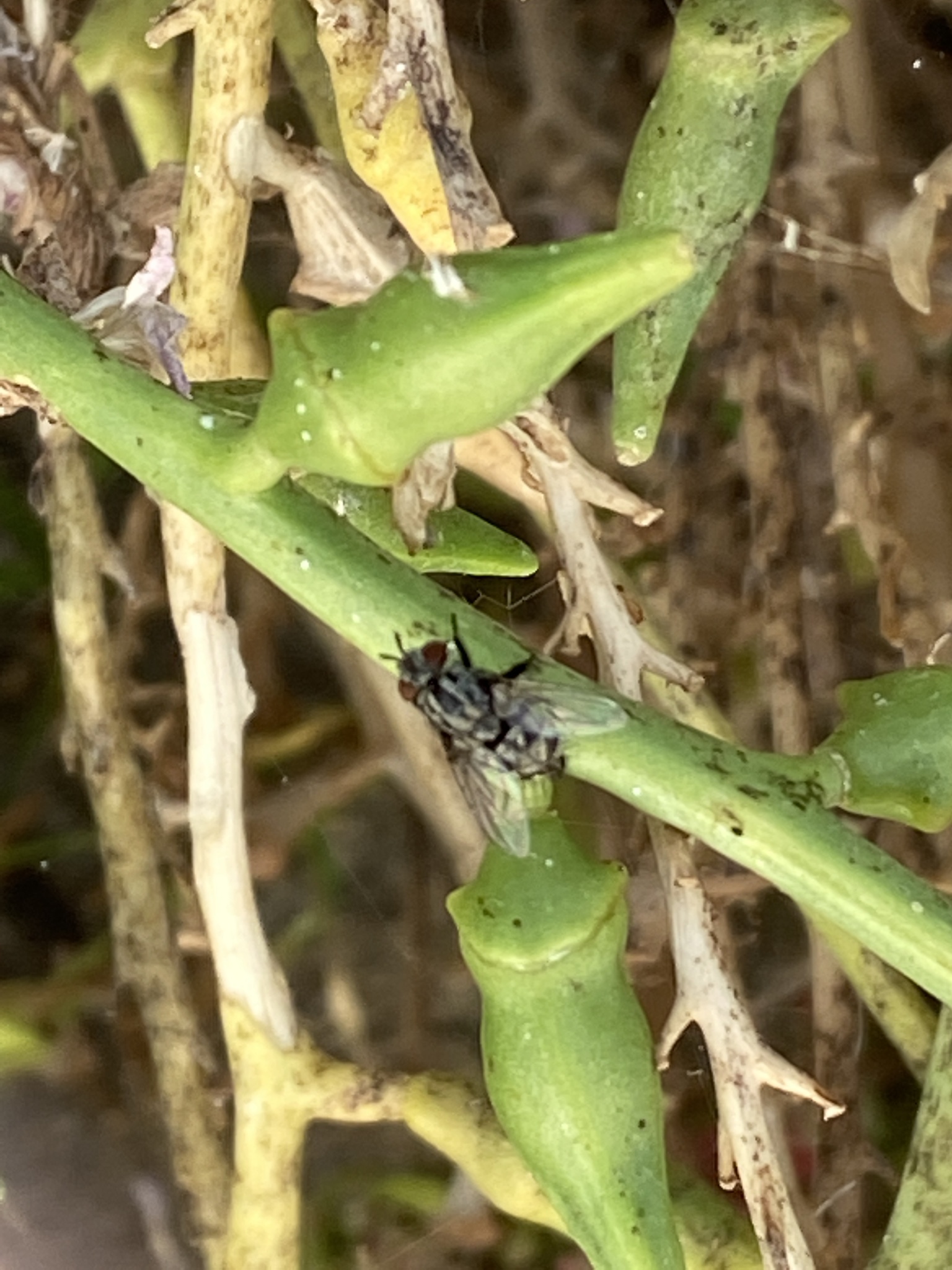 Nemorilla maculosa