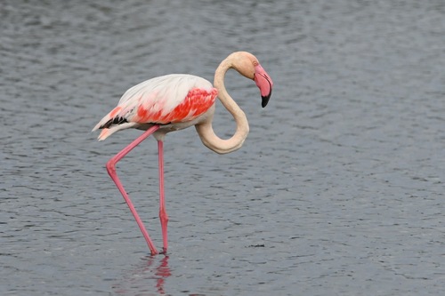 Greater Flamingo