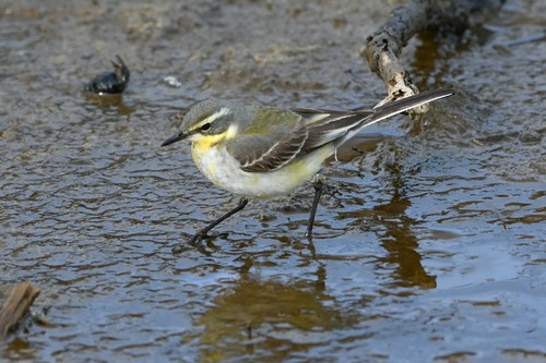 Cutrettola orientale