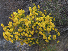 Erica parilis