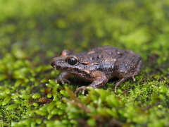 Tyrrhenian Painted Frog photo 1
