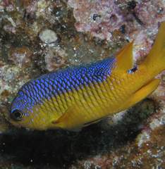 Stegastes flavilatus