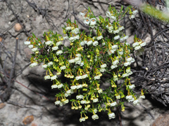 Erica leptopus