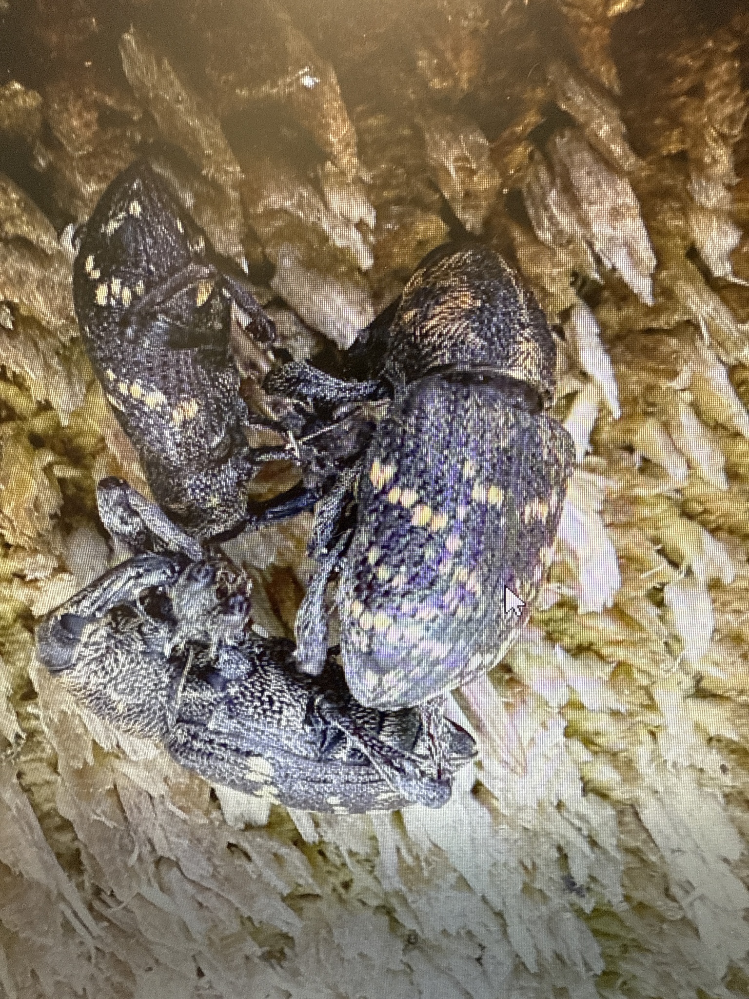 Hylobius abietis