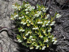 Erica leptopus