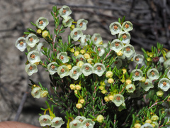 Erica leptopus