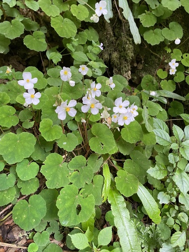 Geranium-Leaved Wild Begonia (Begonia geranioides)