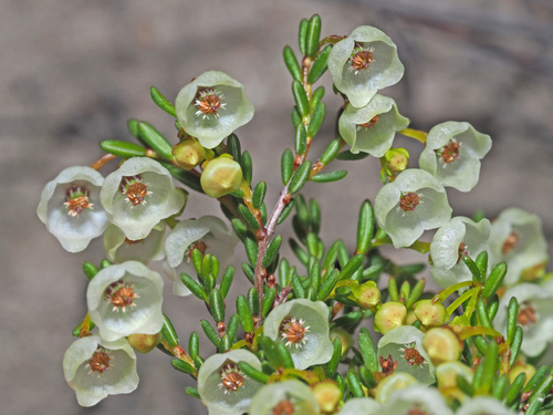 Erica leptopus
