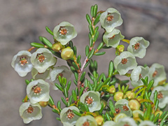 Erica leptopus