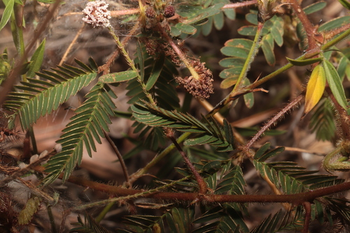 Mimosa pudica