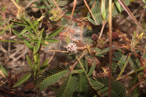 Mimosa pudica
