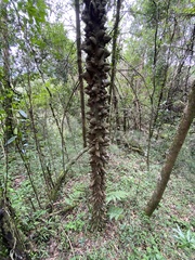 Zanthoxylum davyi, photograph (c) Sunčana Bradley, some rights reserved (CC BY)