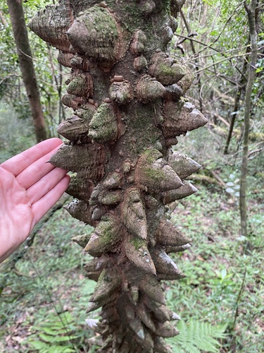 Zanthoxylum davyi, photograph 6