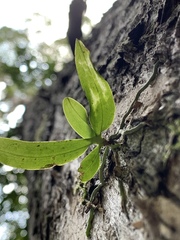 Sarcochilus