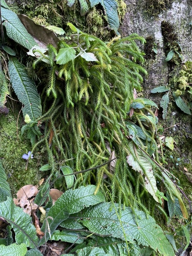 Weeping Clubmoss (Phlegmariurus verticillatus)