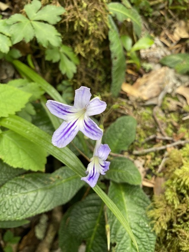 Streptocarpus johannis, photograph 5