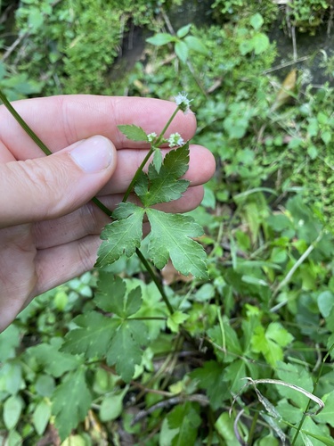 Sanicula elata