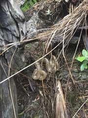 Galvarinus chilensis