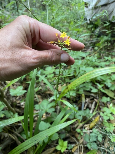 Barberetta aurea (Barberetta aurea)