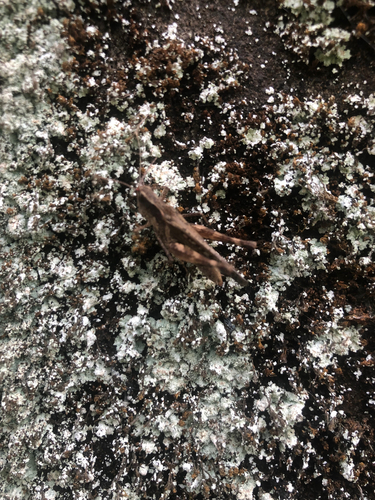 Chirista compta