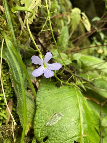 Streptocarpus silvaticus, photograph 1