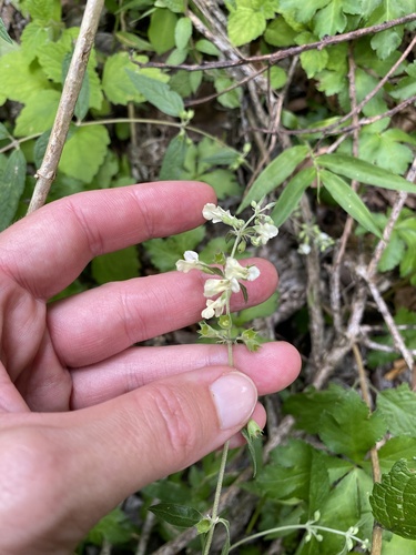 Forest Woundwort (Stachys afra)