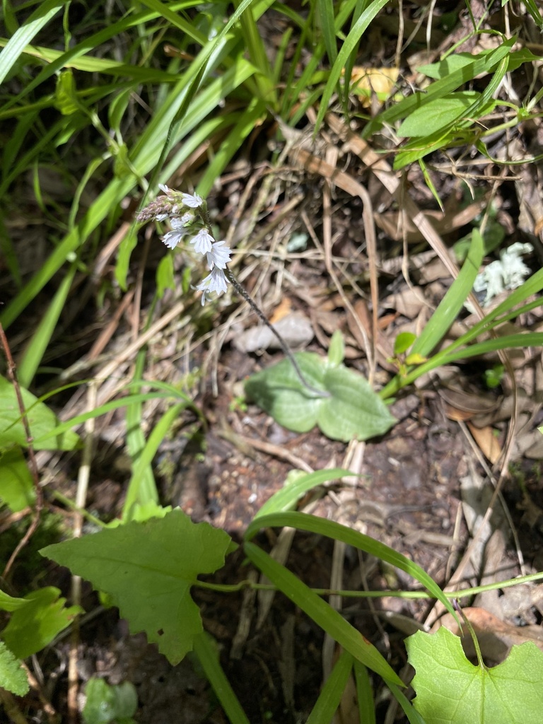 Holothrix orthoceras
