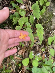 (c) Sunčana Bradley, some rights reserved (CC BY) Begonia sutherlandii, photograph (c) Sunčana Bradley, some rights reserved (CC BY)
