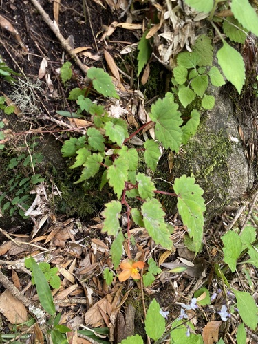 Begonia sutherlandii, photograph 5