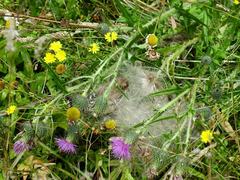 Carduelis carduelis britannica