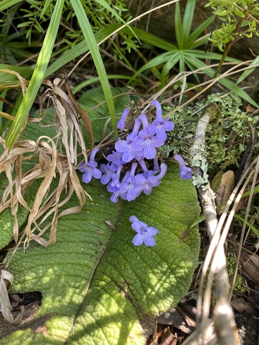 Streptocarpus trabeculatus