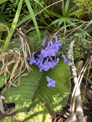 Streptocarpus trabeculatus