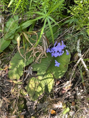 Streptocarpus trabeculatus, photograph 1