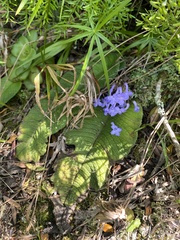 (c) Sunčana Bradley, some rights reserved (CC BY) Streptocarpus trabeculatus, photograph (c) Sunčana Bradley, some rights reserved (CC BY)