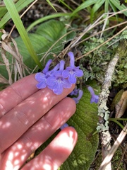 Streptocarpus trabeculatus, photograph (c) Sunčana Bradley, some rights reserved (CC BY)