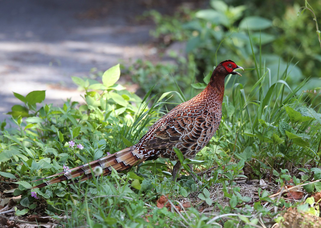 Copper Pheasant photo